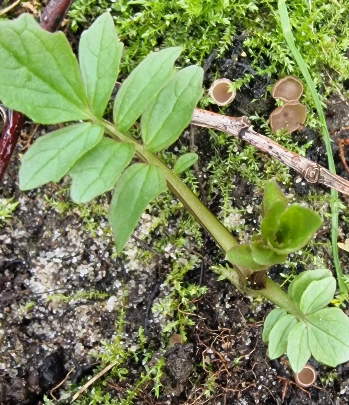 Photo: Bernd De Bosscher, via iNaturalist · CC BY · via GBIF valerian (Valeriana officinalis), photograph