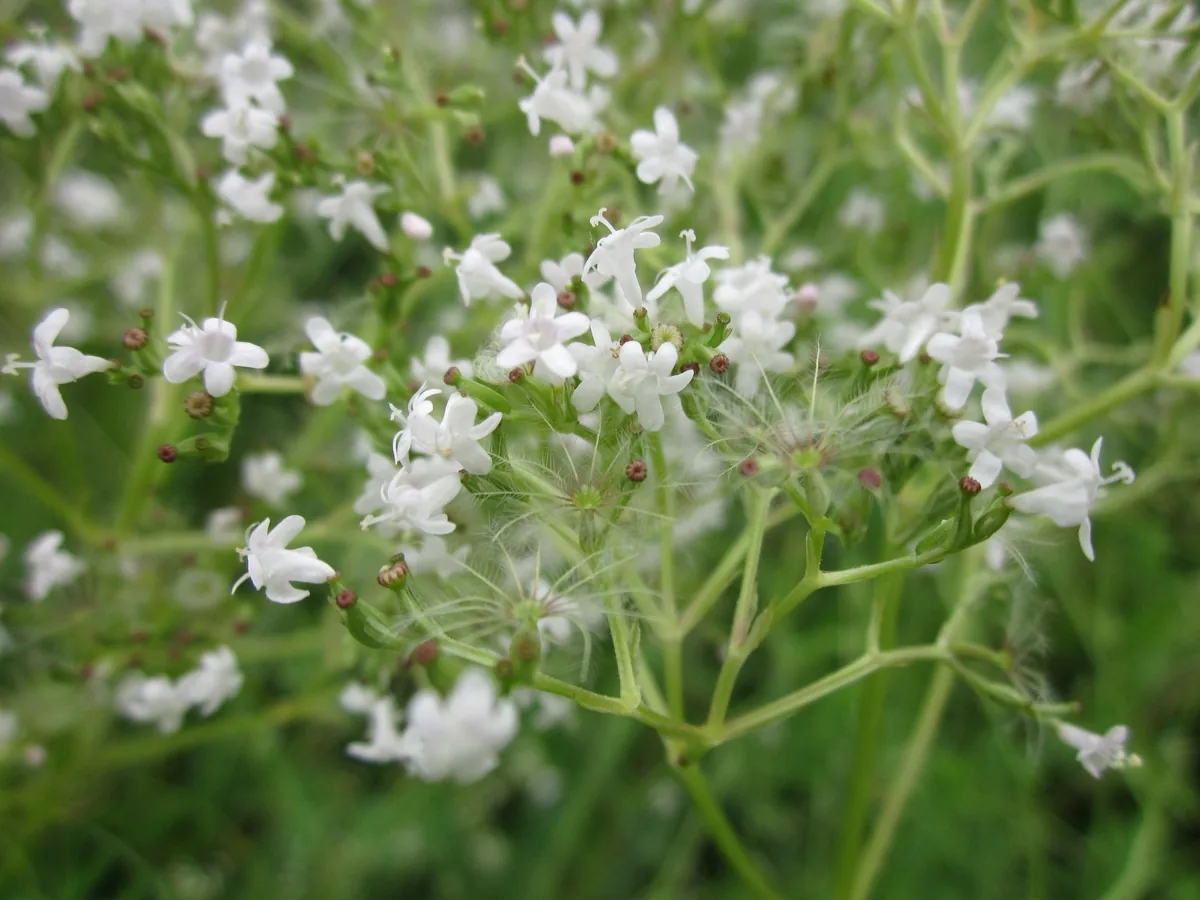 Valerian (Valeriana officinalis), photograph