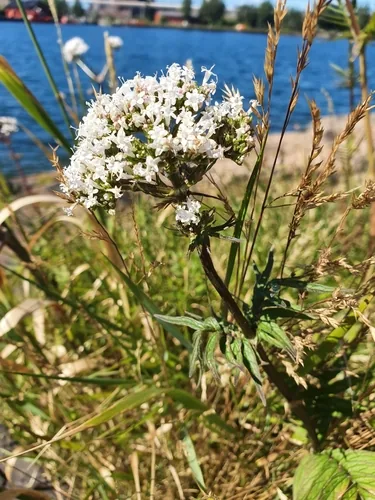 Valerian (Valeriana officinalis), photograph