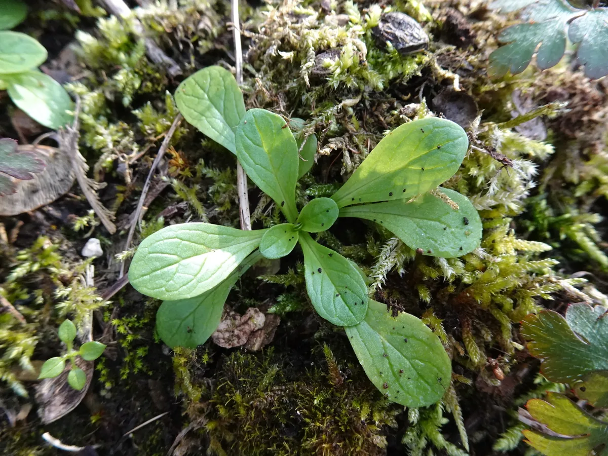 Mache (Valerianella locusta), photograph