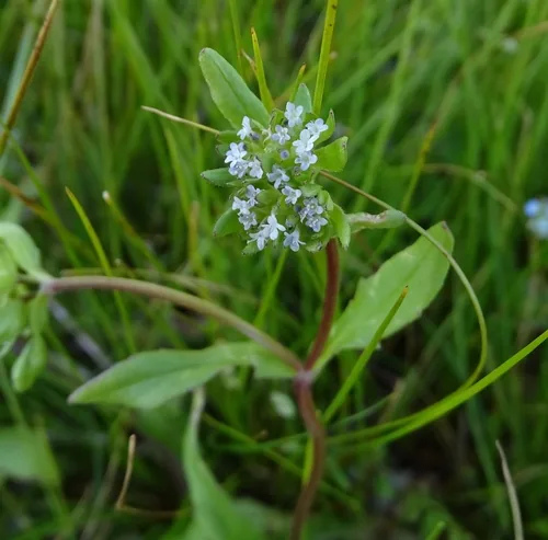 Mache (Valerianella locusta), photograph