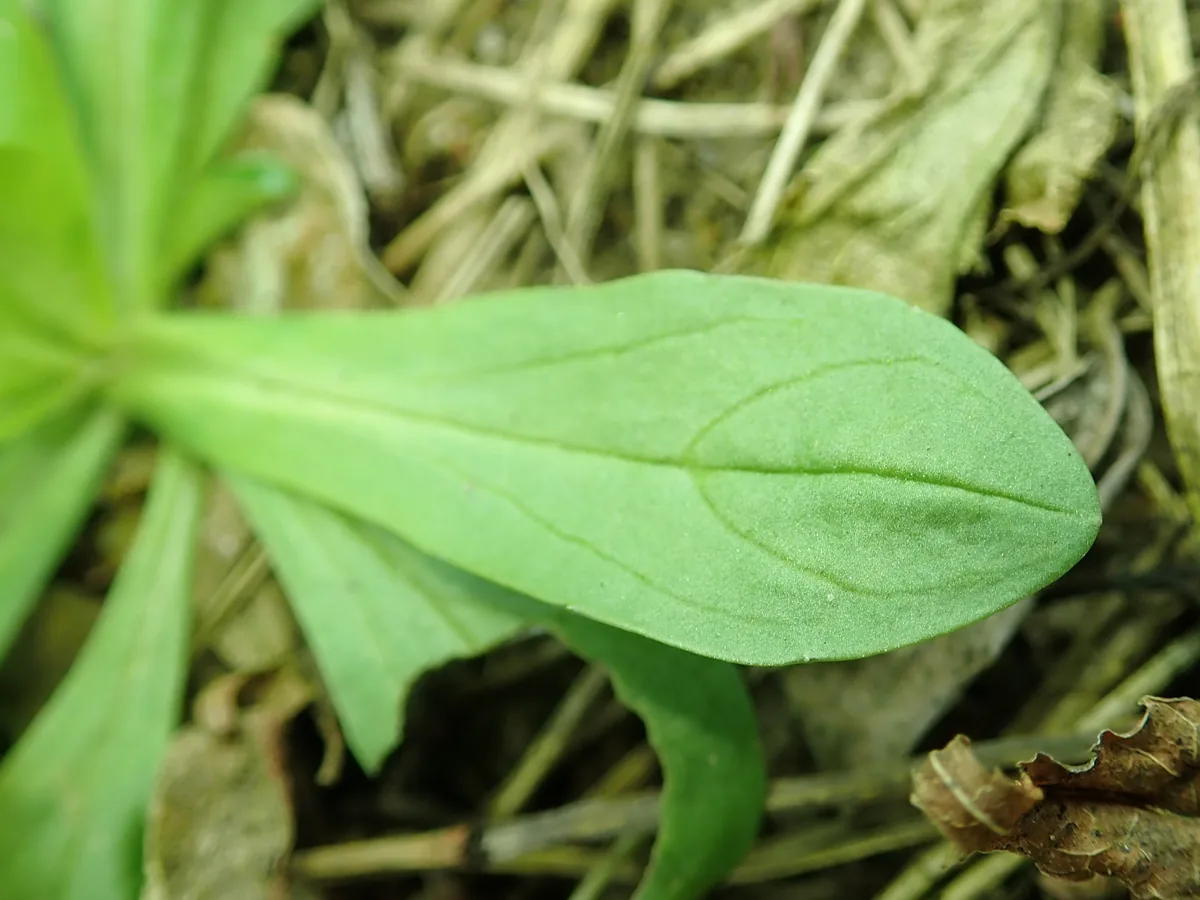 Photo: Salicyna · CC BY-SA 4.0 · via Wikimedia Mache (Valerianella locusta), photograph