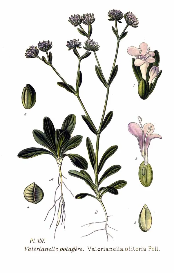 Mache (Valerianella locusta), botanical illustration