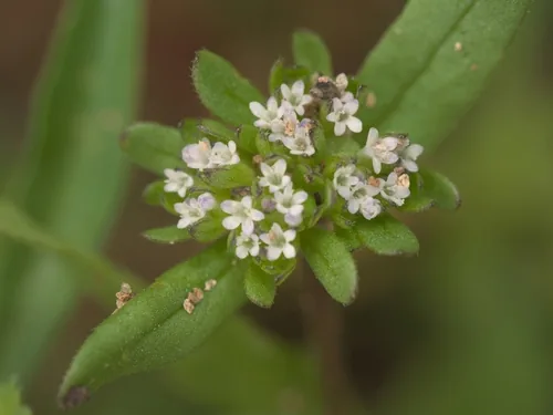 Mache (Valerianella locusta), photograph