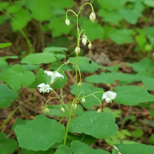Photo: (c) Gavin Slater, some rights reserved · CC BY · via iNaturalist inside-out flower (Vancouveria hexandra), photograph