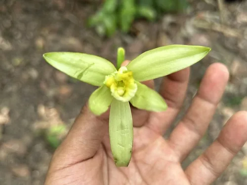 Vanilla (Vanilla planifolia), photograph