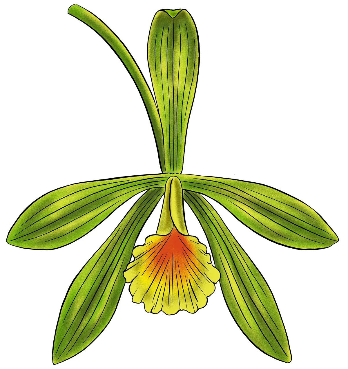 Vanilla (Vanilla planifolia), photograph