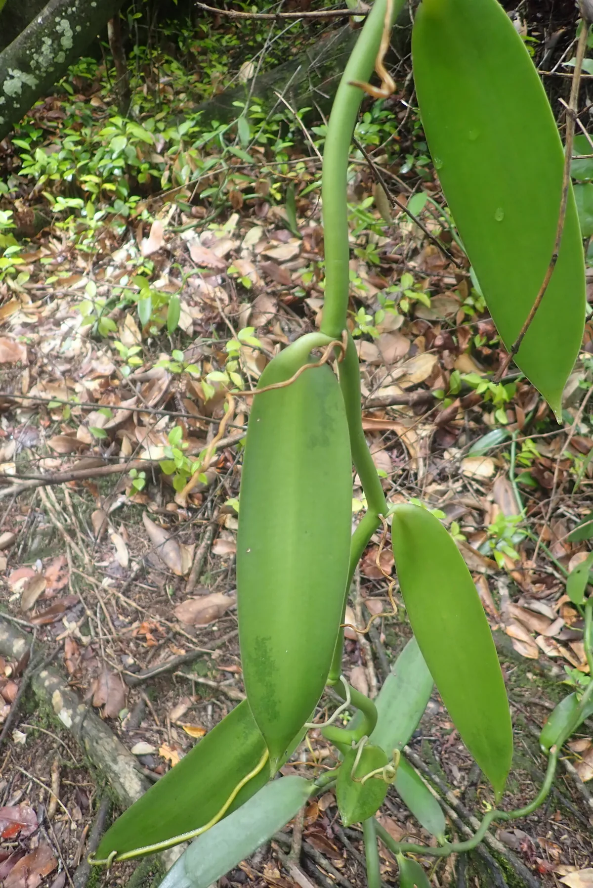 Photo: Lisa_James, via iNaturalist · CC BY · via GBIF vanilla (Vanilla planifolia), photograph