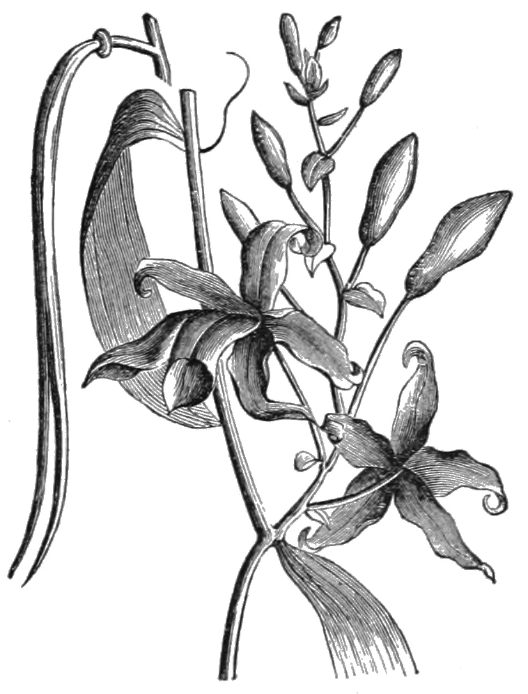 Vanilla (Vanilla planifolia), botanical illustration