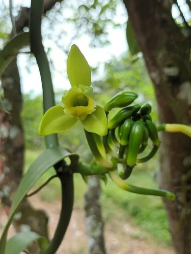 Photo: (c) Aldous13, some rights reserved (CC BY) · cc-by · via iNaturalist Vanilla (Vanilla planifolia), photograph