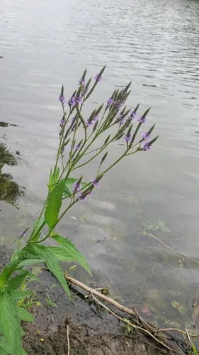 Blue Vervain (Verbena hastata), photograph