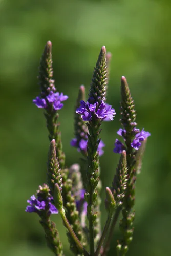 Photo: (c) psweet, some rights reserved · CC BY-SA · via iNaturalist blue vervain (Verbena hastata), photograph