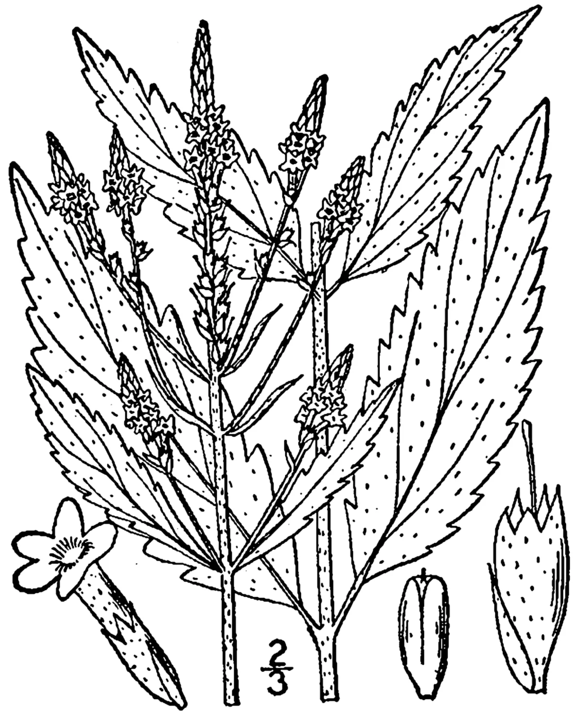 Blue Vervain (Verbena hastata), botanical illustration