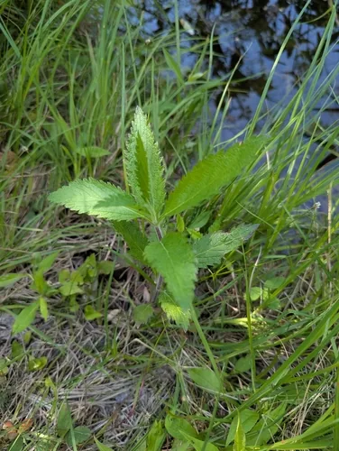 Blue Vervain (Verbena hastata), photograph