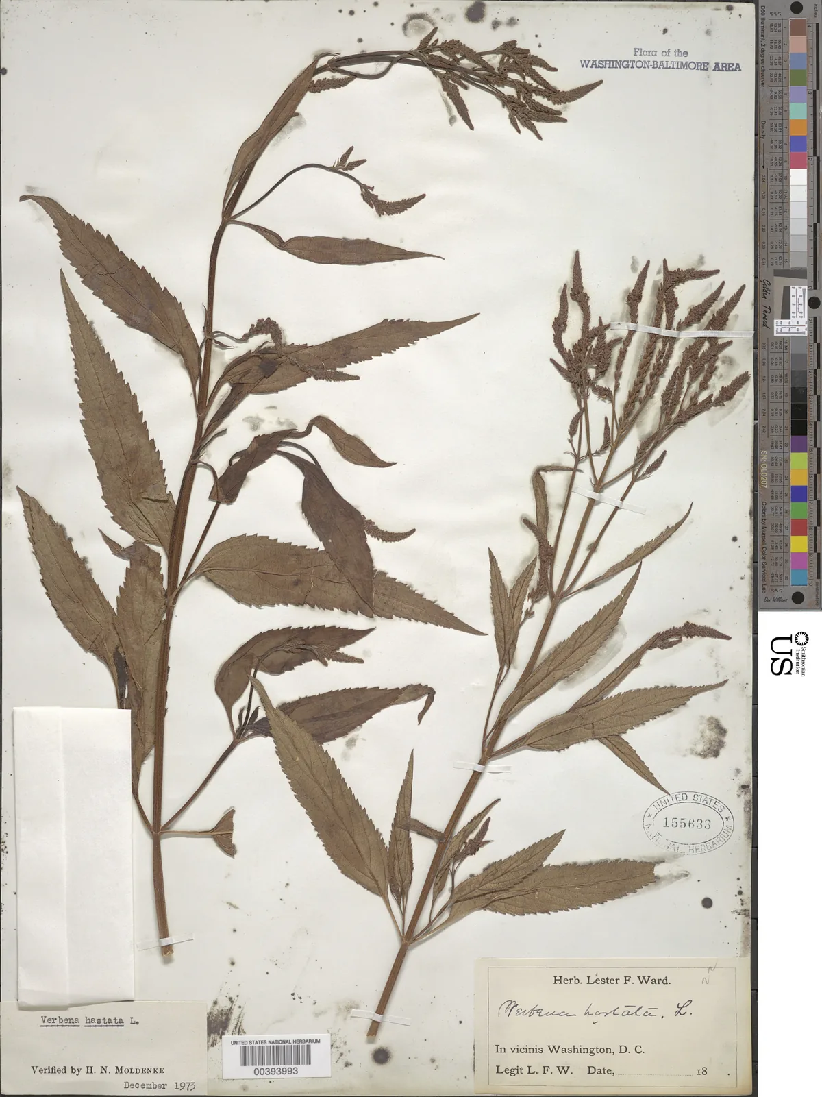 Blue Vervain (Verbena hastata), photograph