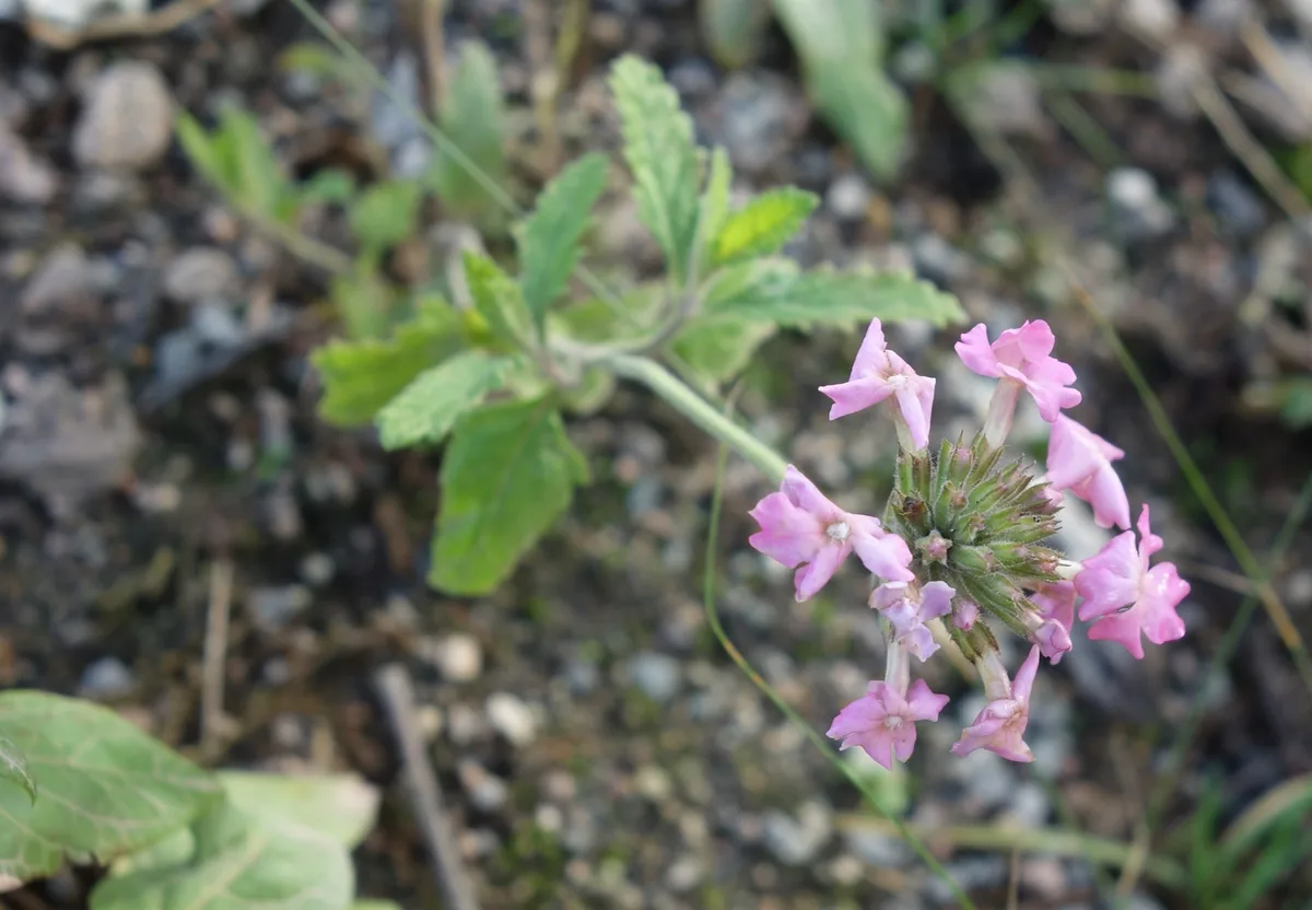 verbena (Verbena × hybrida), photograph