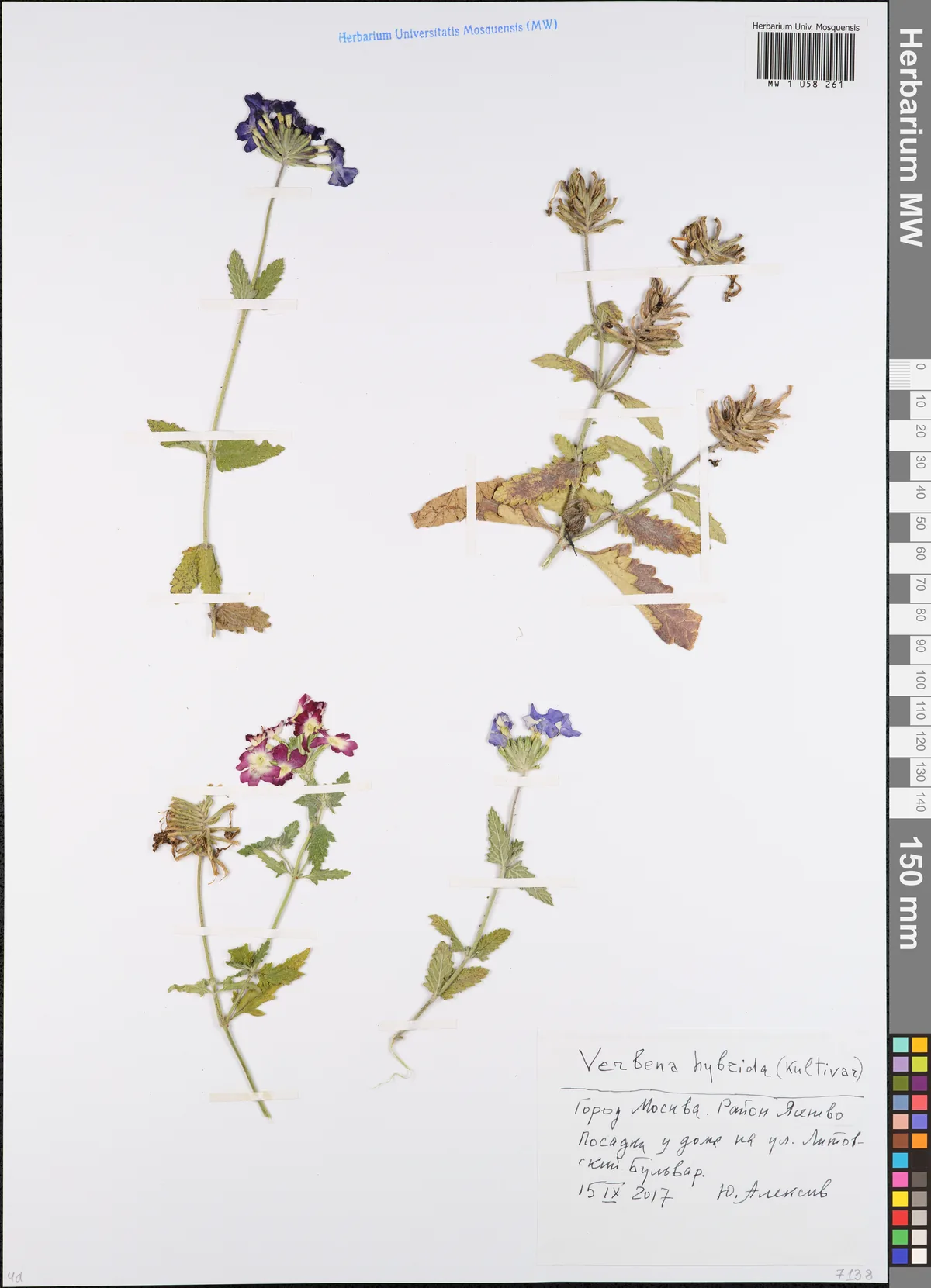 verbena (Verbena × hybrida), photograph