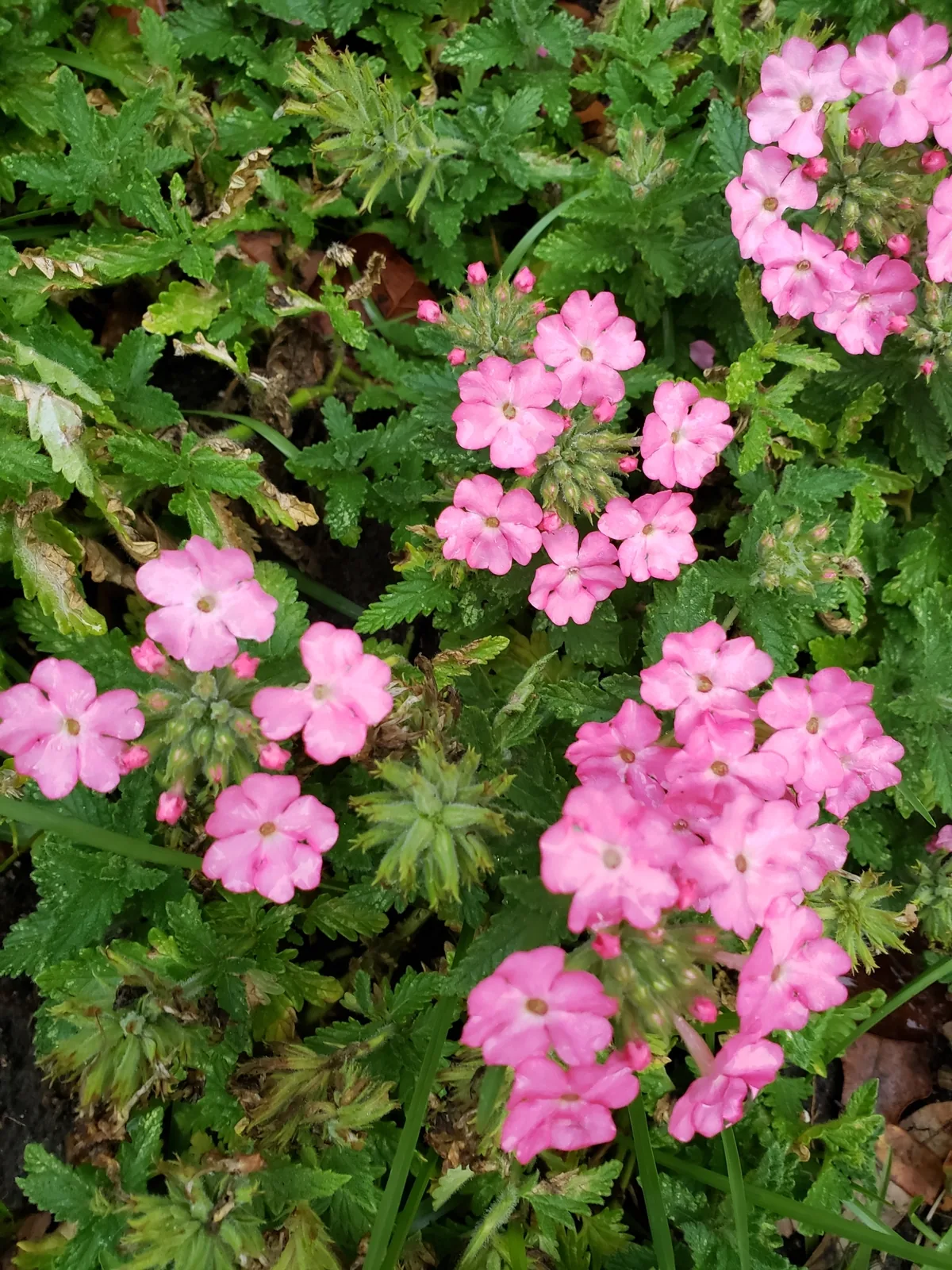 Photo: Robert Guralnick, via iNaturalist · CC BY · via GBIF verbena (Verbena × hybrida), photograph