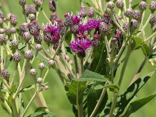 Ironweed Fasciculata (Vernonia fasciculata), photograph