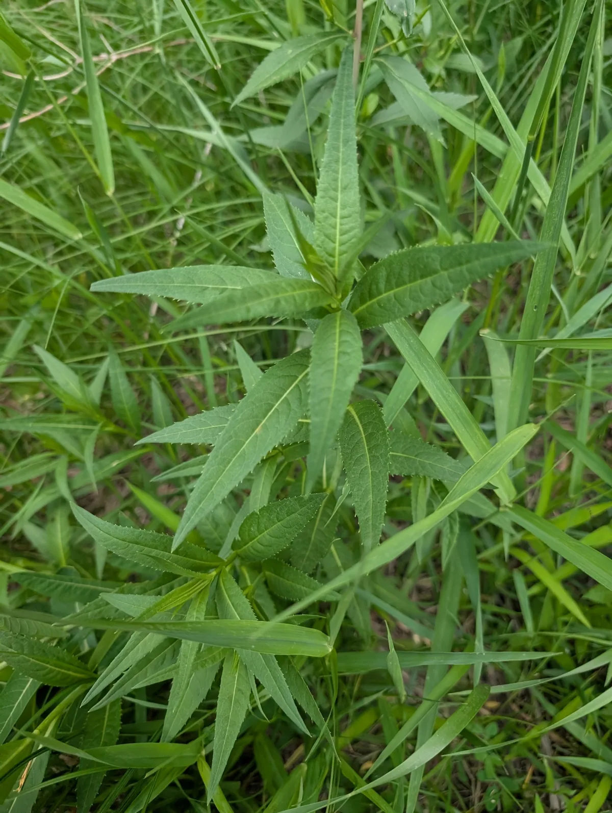 Ironweed Fasciculata (Vernonia fasciculata), photograph