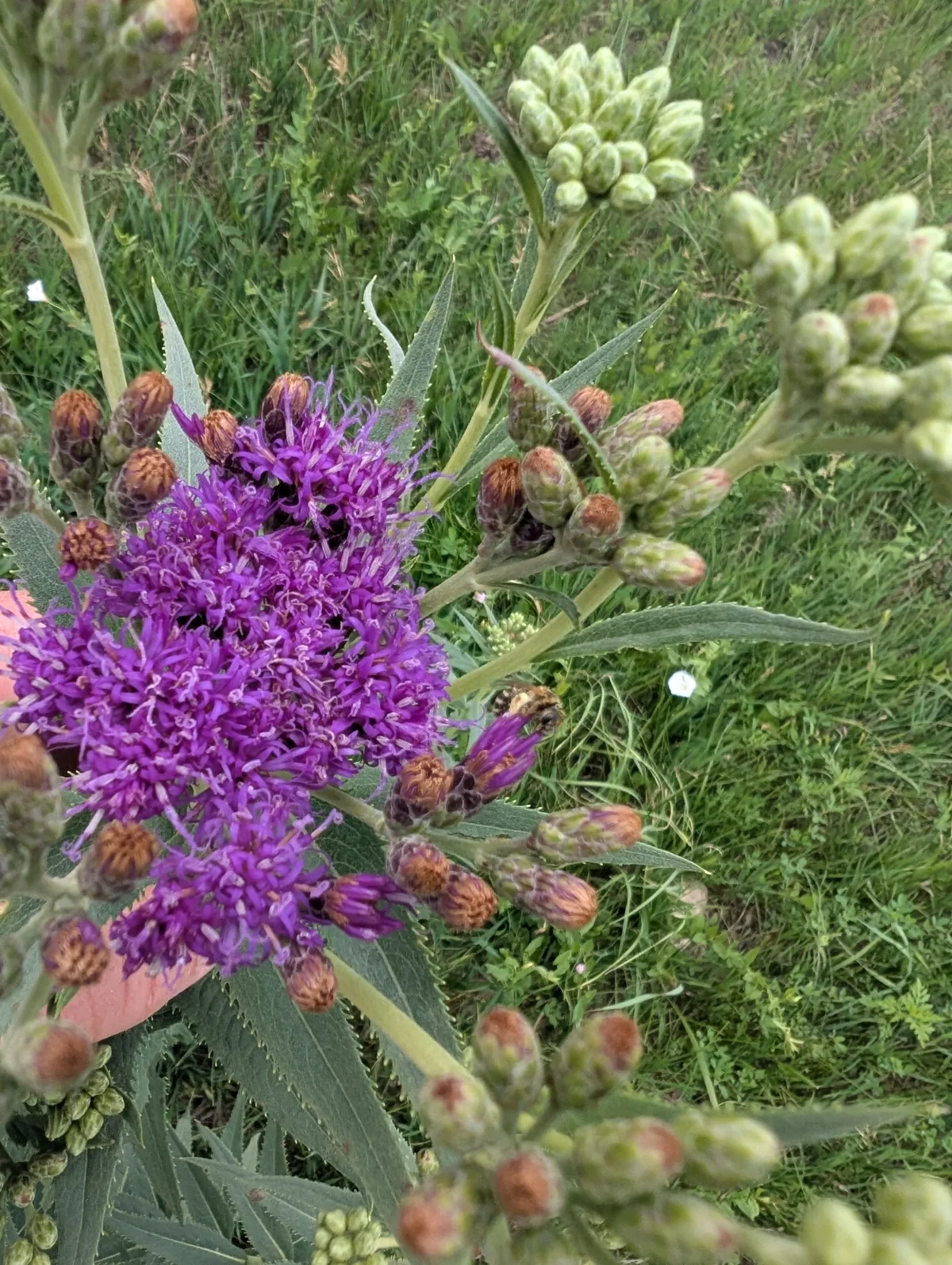 Ironweed Fasciculata (Vernonia fasciculata), photograph