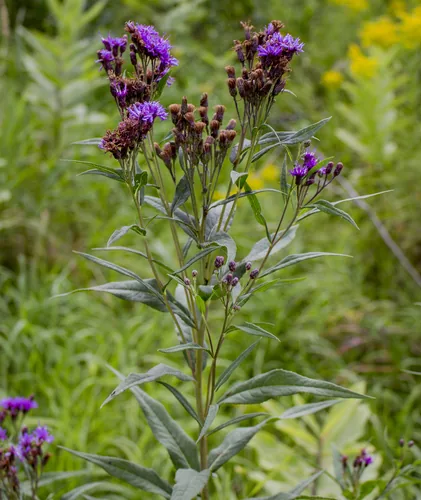 Photo: (c) aarongunnar, some rights reserved · CC BY · via iNaturalist ironweed (fasciculata) (Vernonia fasciculata), photograph