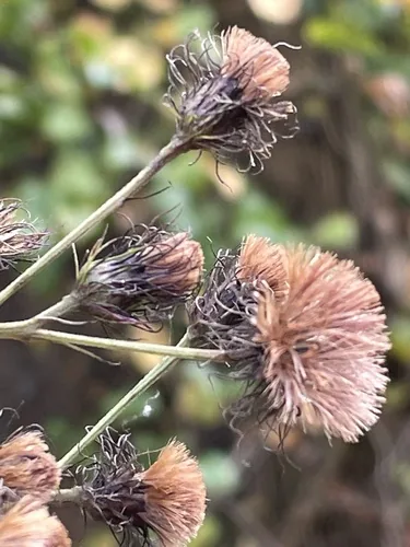 Ironweed (Vernonia noveboracensis), photograph