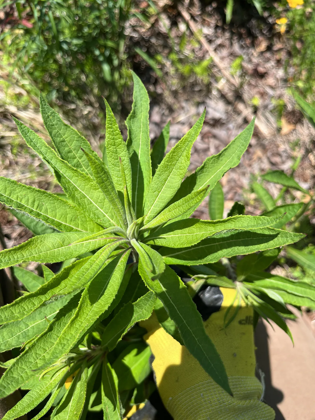 Ironweed (Vernonia noveboracensis), photograph