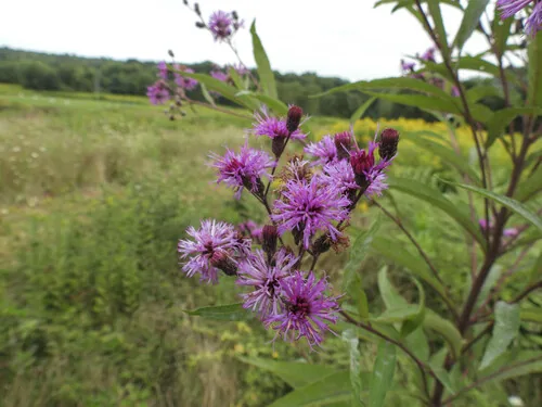Photo: no rights reserved · cc0 · via iNaturalist Ironweed (Vernonia noveboracensis), photograph