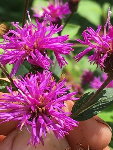 Ironweed (Vernonia noveboracensis), photograph