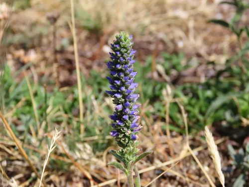 Photo: (c) Emanuele Santarelli, some rights reserved · CC BY-SA · via iNaturalist veronica (Veronica spicata), photograph