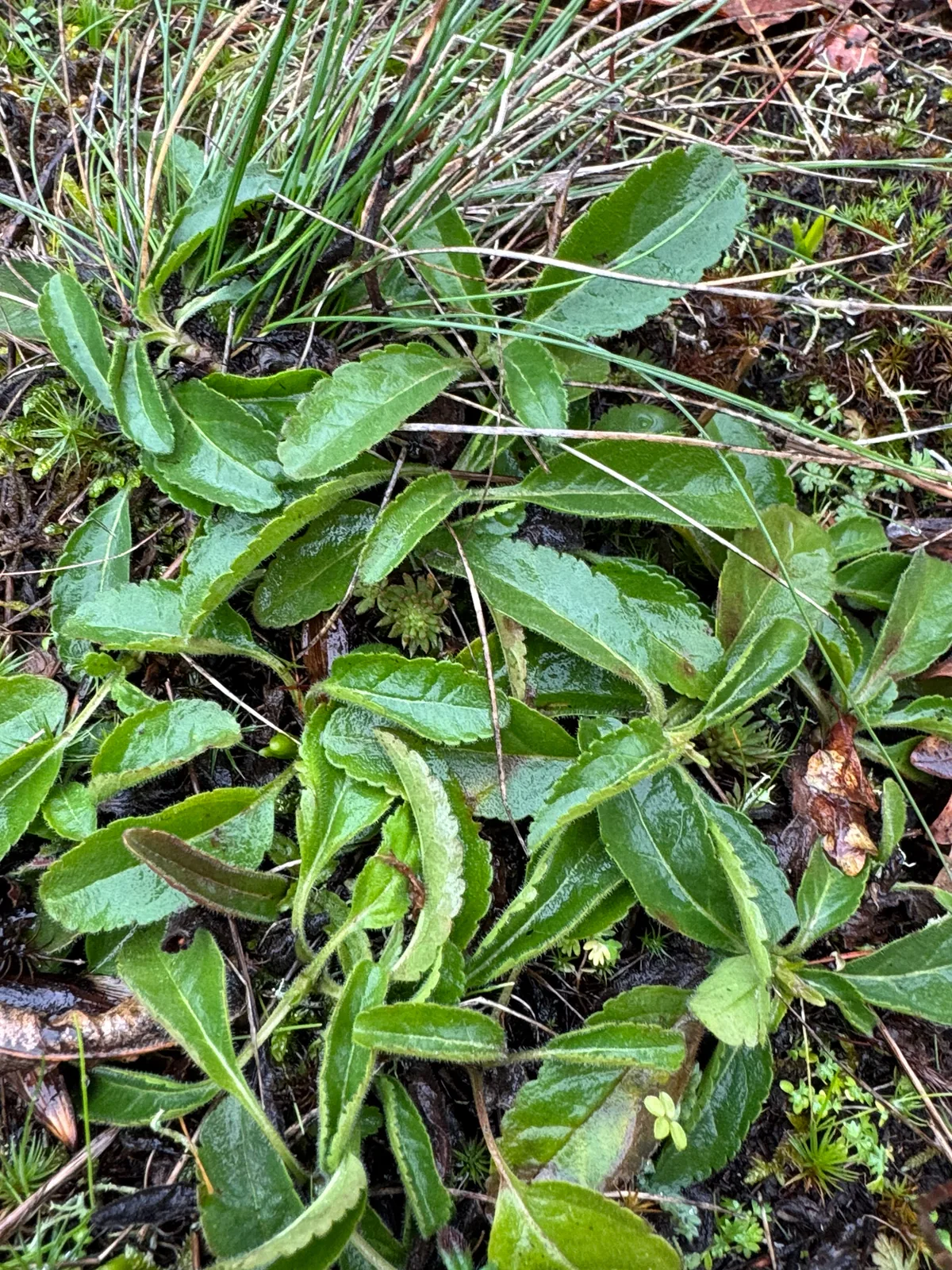 veronica (Veronica spicata), photograph