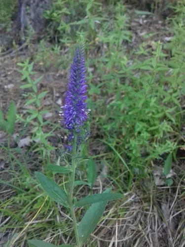 veronica (Veronica spicata), photograph