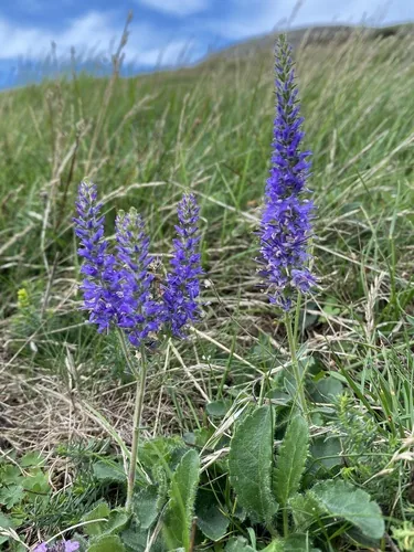 veronica (Veronica spicata), photograph