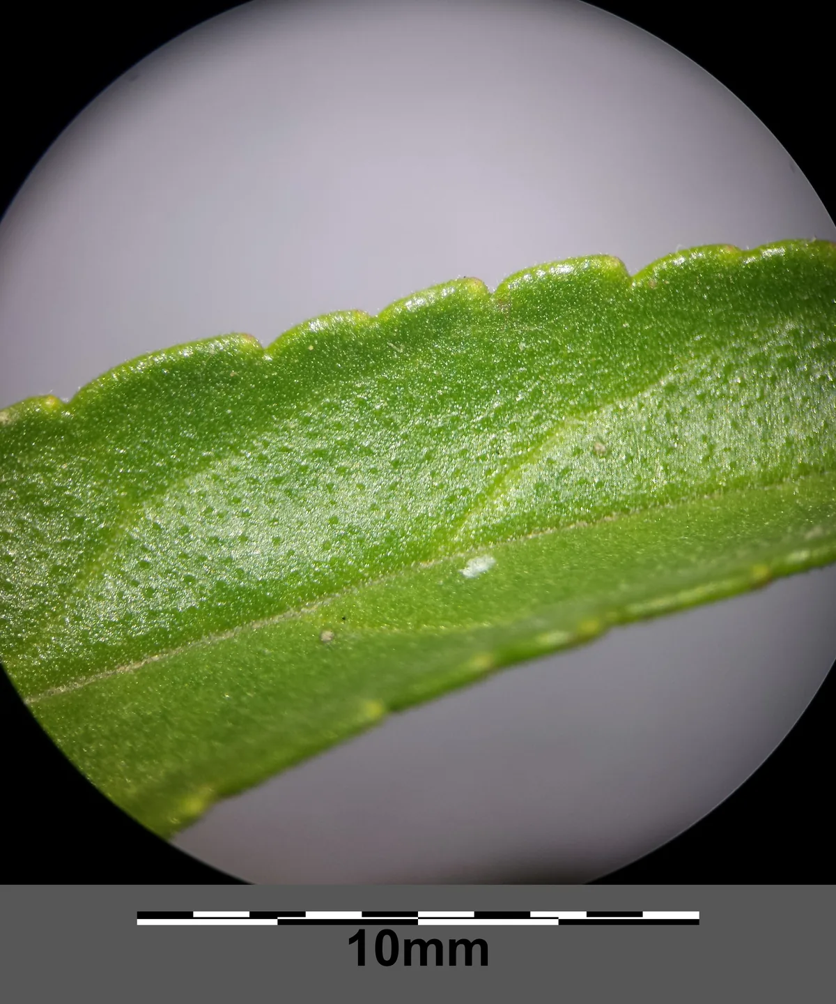 veronica (Veronica spicata), photograph