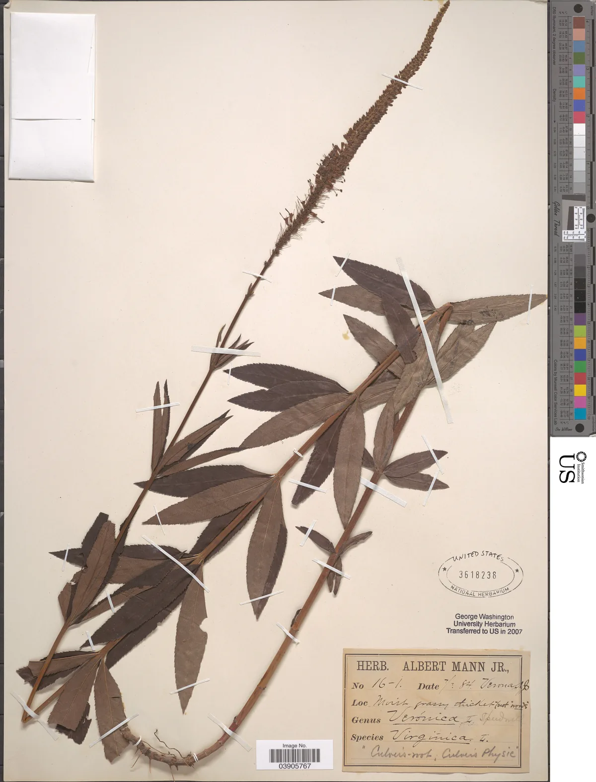 Culvers Root (Veronicastrum virginicum), photograph