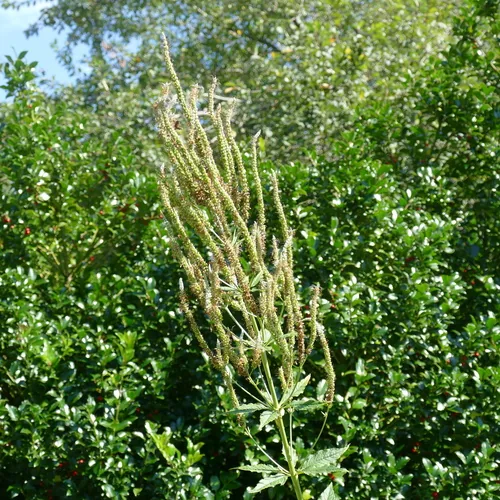 Photo: (c) Desiree L. Narango, some rights reserved (CC BY) · cc-by · via iNaturalist Culvers Root (Veronicastrum virginicum), photograph