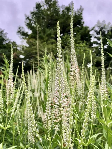 Culvers Root (Veronicastrum virginicum), photograph