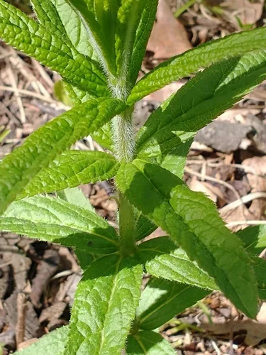 Culvers Root (Veronicastrum virginicum), photograph