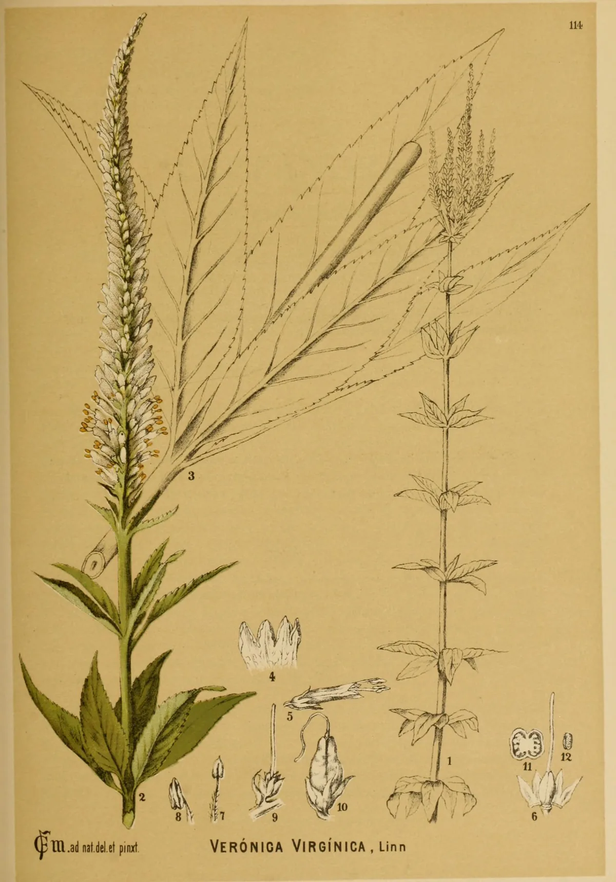 Culvers Root (Veronicastrum virginicum), botanical illustration