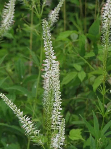 Culver's root (Veronicastrum virginicum), photograph