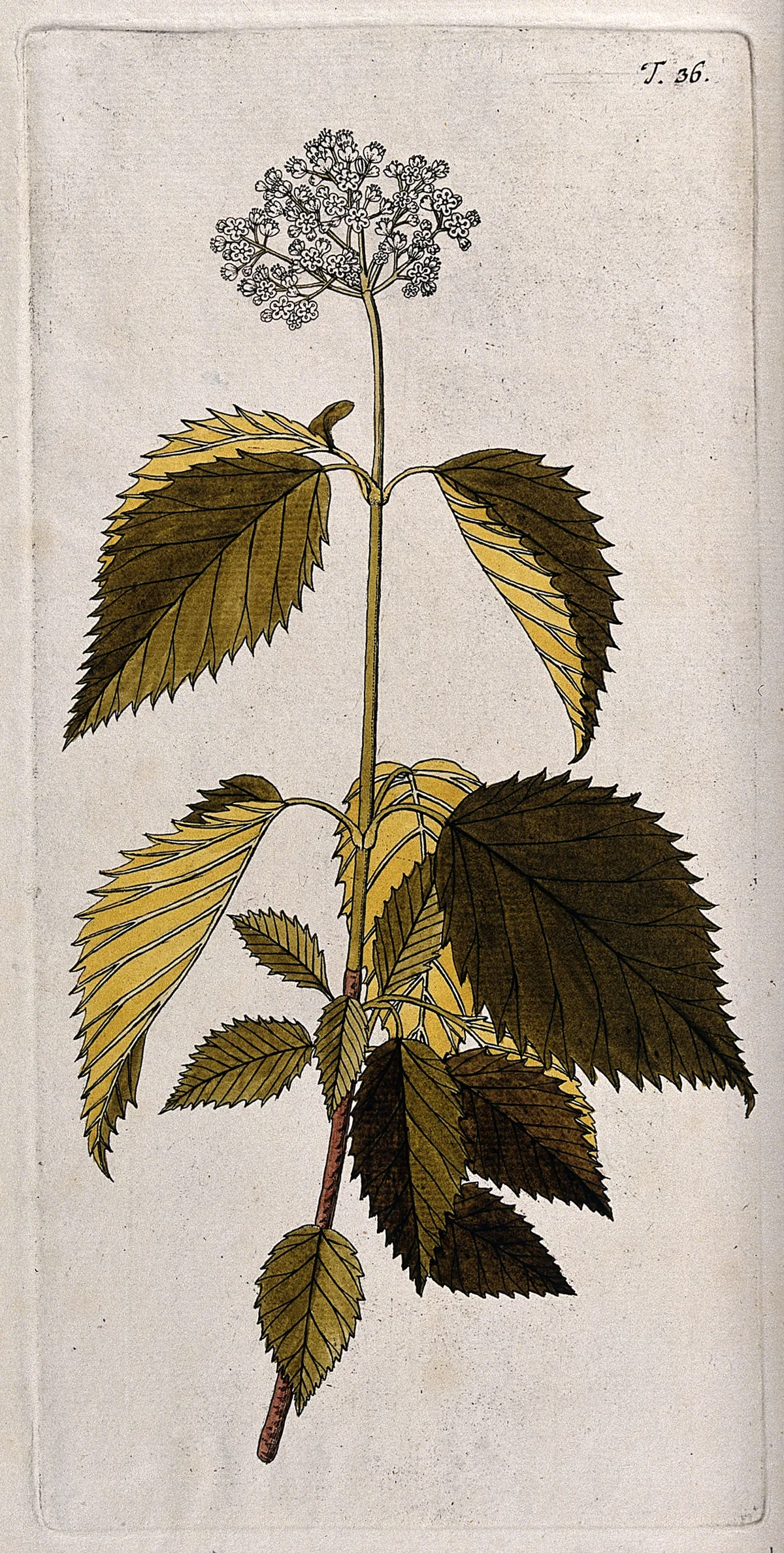 Viburnum (Viburnum dentatum), botanical illustration