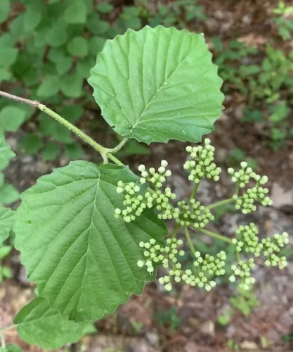 Photo: (c) Ashwin Srinivasan, some rights reserved (CC BY) · cc-by · via iNaturalist Viburnum (Viburnum dentatum), photograph