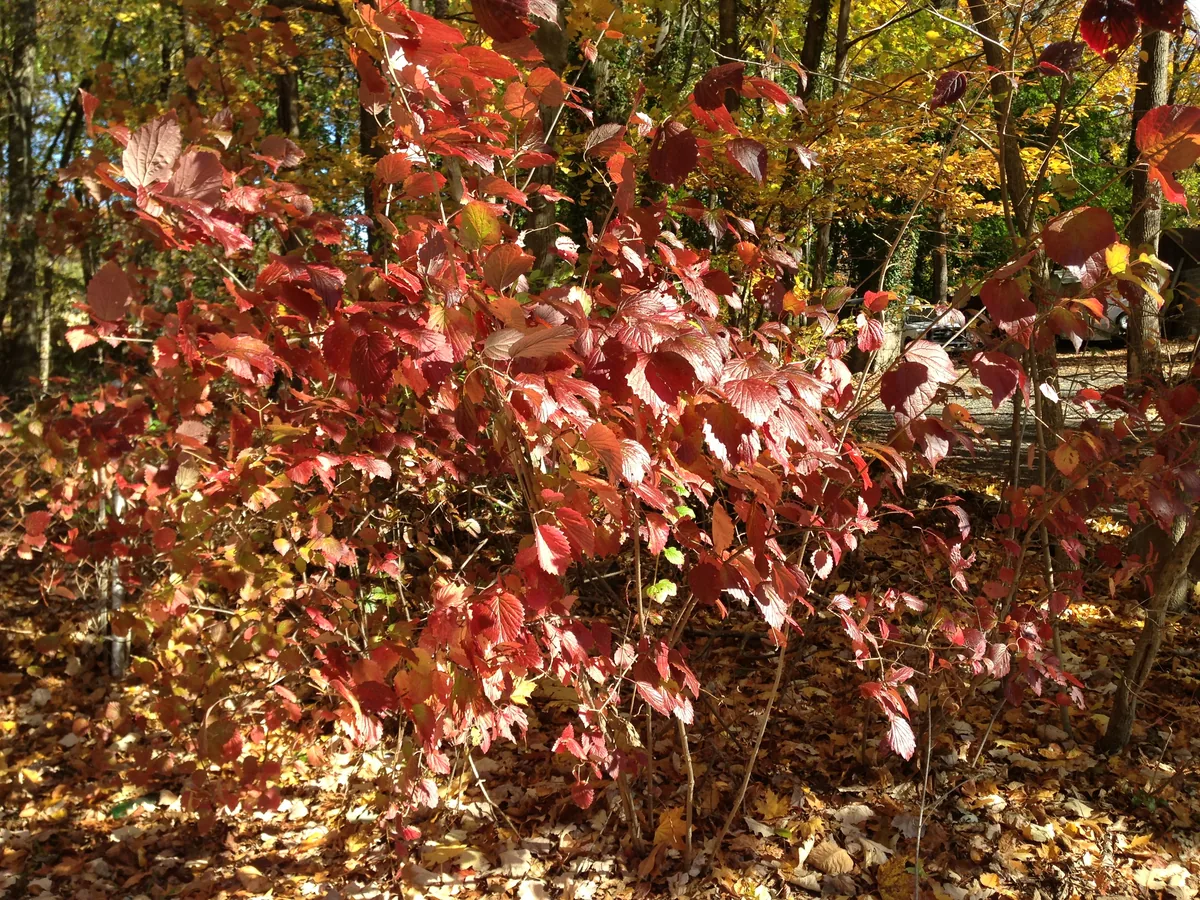 Viburnum (Viburnum dentatum), photograph