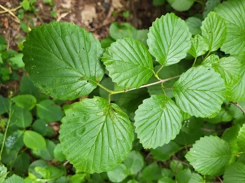 Viburnum (Viburnum dentatum), photograph
