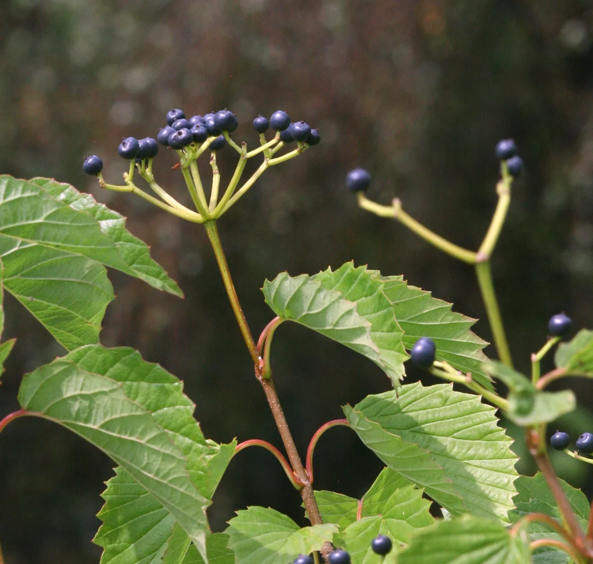 Photo: Vojtěch Zavadil · CC BY-SA 3.0 · via Wikimedia Commons viburnum (Viburnum dentatum), photograph