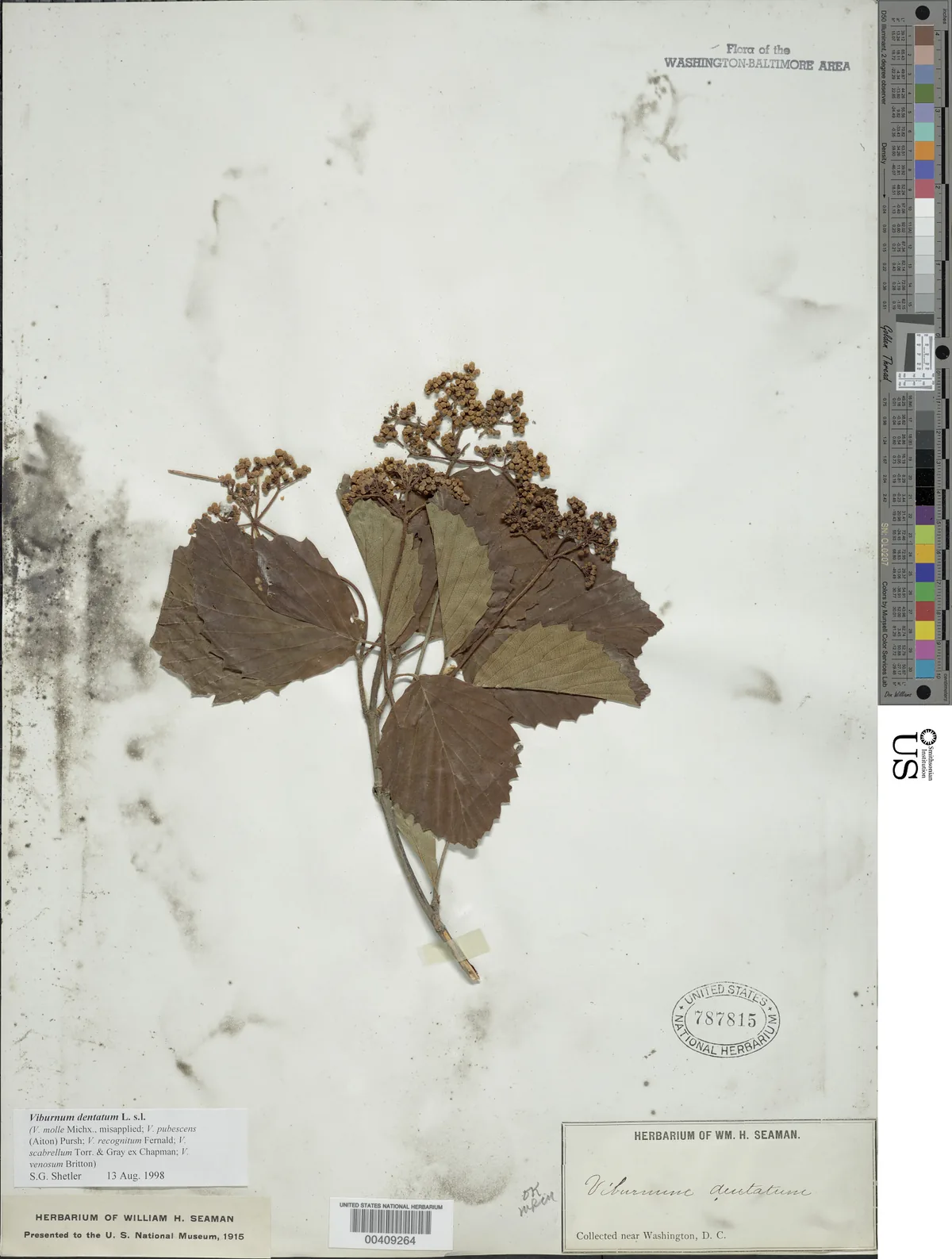 Viburnum (Viburnum dentatum), photograph