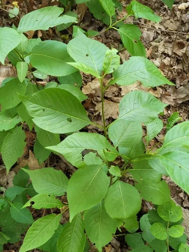 Nannyberry (Viburnum lentago), photograph