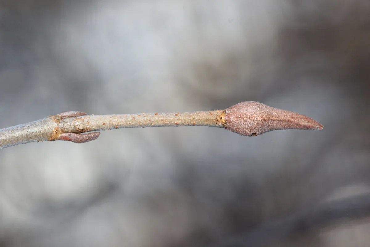 Nannyberry (Viburnum lentago), photograph