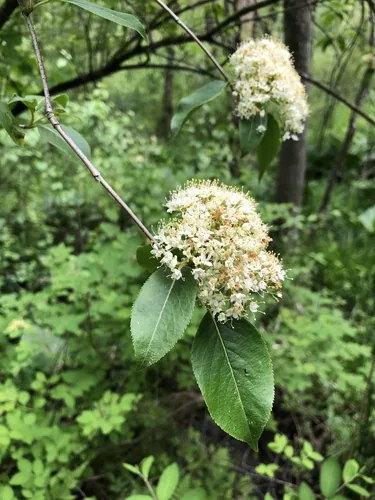 nannyberry (Viburnum lentago), photograph